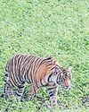 3 forest officials suspended over deaths of 5 tigers in state 3 forest officials suspended over deaths of 5 tigers in state9