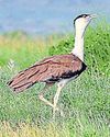 { CONSERVATION BID } New strategy to allow GIBs to hatch and grow in the wild { CONSERVATION BID } New strategy to allow GIBs to hatch and grow in the wild43