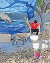 Decision to feed street dogs taken after proper evaluation: BBMP Decision to feed street dogs taken after proper evaluation: BBMP6
