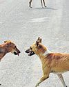 { AMID RISE IN DOG BITE CASES } Kerala to allow euthanasia of seriously ill stray dogs, launch mobile sterilisation { AMID RISE IN DOG BITE CASES } Kerala to allow euthanasia of seriously ill stray dogs, launch mobile sterilisation16