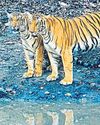 SC seeks state’s reply on death of 5 tigers by poison SC seeks state’s reply on death of 5 tigers by poison5