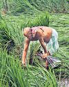 CETA boosts India’s farm, food exports CETA boosts India’s farm, food exports66