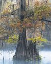 Learning from the elders: What lessons can ancient trees teach?37