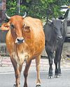Soon, saffron tags to identify Madhya Pradesh’s stray cattle21