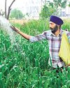Fertiliser squeeze may spell trouble for farmers50