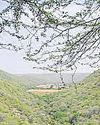 Forest Advisory Committee : Take steps to fast-track, streamline forest clearances34