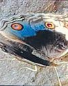 Ranthambore reserve a healthy environment for butterflies, 68 species found: Researchers33