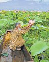 Lotus flowers grace Wular lake again after three decades31