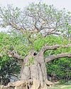 { RISK OF EXTINCTION } DUE TO OVER-EXPLOITATION Scientists suggest botanical reclassification of Parijat tree8