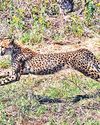 'Beginning of a new chapter': Botswana gifts 8 cheetahs47