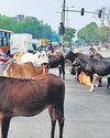 After SC’s stray cattle order, MCD report says cow shelters already overburdened After SC’s stray cattle order, MCD report says cow shelters already overburdened12