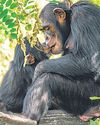 { EVOLUTION OF KISSING } First kiss was 20 million years ago by early primates, researchers claim70