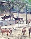 SC halts relocation from Deer Park, orders survey10