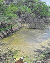 Verify water quality at lake in Dhaula Kuan, says NGT Verify water quality at lake in Dhaula Kuan, says NGT1