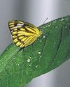 10 butterfly gardens offer stress relief, smiles to Mumbai cops18