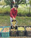 Dry spell brings sweet surprise for farmers as Valley records boost in stone fruit production5