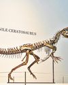 Ceratosaurus skeleton auctioned for $30mn at Sotheby's33