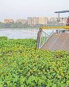 NGT forms joint committee to look into grievances of residents about Powai Lake, seeks report in a month21