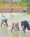 Humidity, paddy push Punjab's power demand to all-time high9