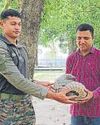Army rescues pangolin along Int'l Border in Akhnoor29
