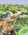 Lotus blooms at Wular Lake again after three decades35