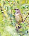 Long-billed Bush Warbler sighted in India after 46 yrs Long-billed Bush Warbler sighted in India after 46 yrs18