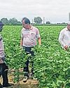 Rain brings relief to cotton growers, but pink bollworm threat looms Rain brings relief to cotton growers, but pink bollworm threat looms1
