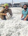 Farmers worried as cotton prices plunge amid cuts in import duty11