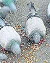 STATE ORDERS CRACKDOWN ON PIGEON FEEDING SPOTS DUE TO HEALTH HAZARD14