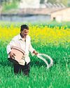 Need-based fertiliser subsidy in the works33
