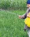 Fertiliser use skewed towards nitrogen, urea lowering yields2