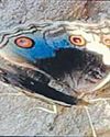 Ranthambore reserve a healthy environment for butterflies, 68 species found: Researchers Ranthambore reserve a healthy environment for butterflies, 68 species found: Researchers5