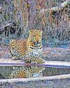 Forest dept to conduct first leopard census to formulate ‘long- term conservation policy Forest dept to conduct first leopard census to formulate ‘long- term conservation policy13