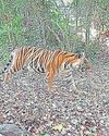 Study confirms Konkan is a habitat for tigers