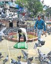 Illegal parts of Dadar kabutarkhana razed10