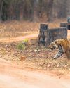{ ENDANGERING WILDLIFE } 22 tigers, 40 leopards died in the state from Jan to April11