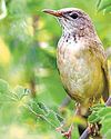 { LONG LOST BIRDS’ } Long-billed Bush Warbler sighted in India after 46 yrs18
