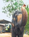 Shrine moves HC over transfer of elephant to Jamnagar13