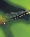 Two new Damselfly species discovered in Western Ghats of Maharashtra and Kerala1