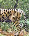 Single window nod available for tiger reserve land takeover7