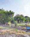 Leopard attack, images, and sightings: Anxious villagers seek forest dept help11