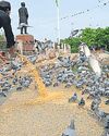 Pigeon faeces poses health risk; MCD calls for checks20
