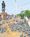 Delhi civic body on alert as pigeon faeces pose health risk11
