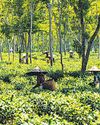 Spilling the tea: What should we grow, in this era of oversupply?41