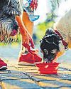 Wipro to enter pet foods with 'HappyFur' Wipro to enter pet foods with 'HappyFur'77