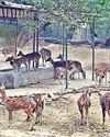 With licence revoked, Deer Park awaits fate With licence revoked, Deer Park awaits fate12