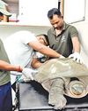 Huge turtle rescued from pond in E Delhi4