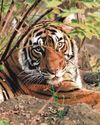Tiger conservation in India saved one million tonnes of CO2: Study