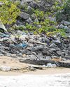 Public divided over NParks' decision to put down crocodile12