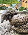Three listed Chinese firms used endangered animal parts as ingredients: Report7